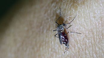 Brazil Zika cases raise concern of virus transmission beyond mosquitoes