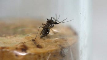 WHO backs mosquito bacteria, gene trials to tackle Zika virus