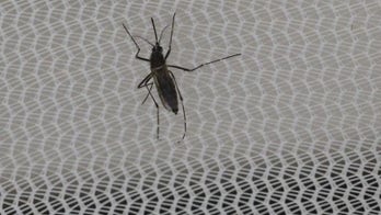 New Zealand investigating possible sexual transmission of Zika virus