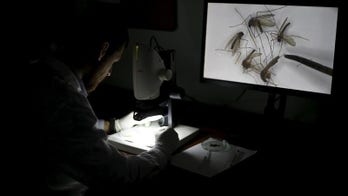 WHO calls for Zika research, says pregnant women should not travel to affected areas