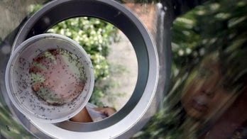 Intrexon says FDA finds anti-Zika mosquito environmentally safe