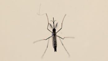 Cuba reports first case of Zika contracted in the country