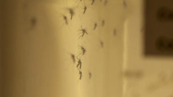 WHO backs trials of bacteria, genetic modification to fight Zika mosquitoes