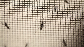 CDC urges doctors to prevent Zika spread during labor, delivery