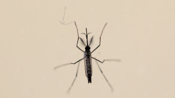 Zika mystery deepens with evidence of nerve cell infections