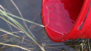Brazil says Zika-linked microcephaly cases fall to 4,759