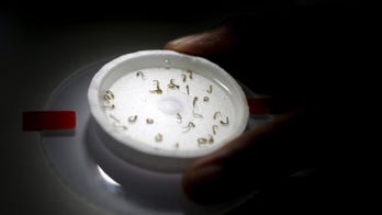 Study details possible link between Zika and severe joint condition