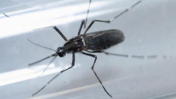 Zika causes deafness in about 6 percent of cases, study finds