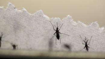 Zika no threat to plasma-derived drugs, says EU regulator