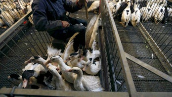 France says duck cull mostly over as bird flu stabilizes