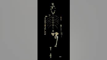 Human ancestor Lucy was avid tree-climber, her bones reveal