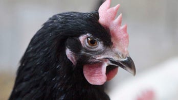 Chickens freed after Austria truck crash