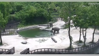 Drowning baby elephant saved by adult elephants at South Korea zoo