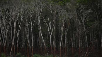 A year on, Brazil valley waits for recovery from mine flood