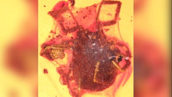 100 million-year-old tick found entrapped in amber
