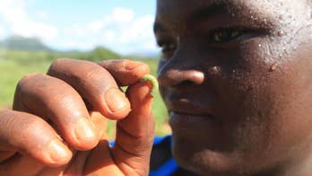 Armyworm invasion threatening southern Africa's crops