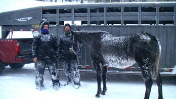 Horse is left behind, survives 6 weeks in Wyoming wilderness