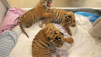 Cincinnati Zoo staff caring for 3 newborn Malayan tiger cubs