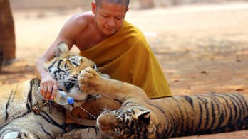 Thai wildlife officials start removing tigers from temple