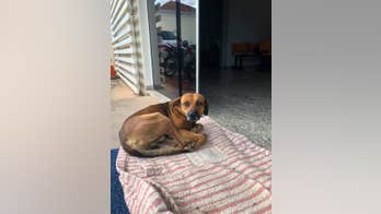 Dog reportedly waits months outside hospital for dead owner to return