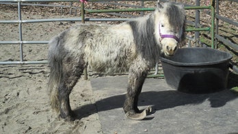 More than 150 animals rescued from 'heartbreaking' conditions