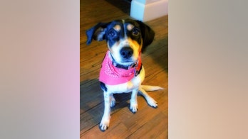 Dog lost, then found by Mexican airline