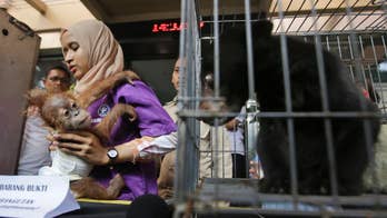 Indonesia arrests man who bought orangutan, leopard, bear