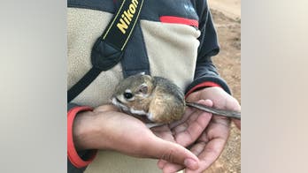 California researchers accidentally find 'feisty' rodent thought to have gone extinct 30 years ago