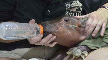 Cincinnati Zoo's prematurely born hippo takes first steps