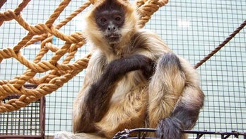 Spiderman the monkey dead at 43, New York zoo says