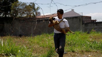 Dogs were domesticated twice, new DNA research shows