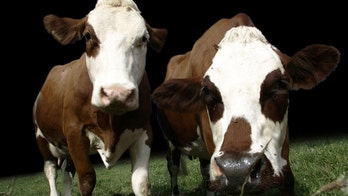 Big methane burp: Cow farts a greater problem than EPA previously thought, study says