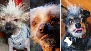 Homely Hounds: World's ugliest dog contenders