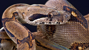 Motel housekeeping finds five-foot-long boa constrictor in guest's bed
