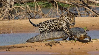 Animals attack! Nature's fight club