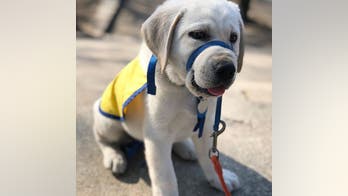 The Daily Spike: Tips for crate-training your dog