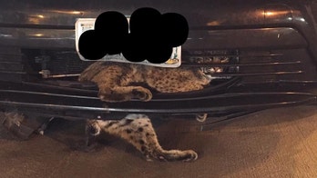 Bobcat survives being struck by car and traveling more than 50 miles stuck to grille