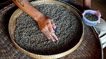 Cambodia's "perfect pepper" conquering world's taste buds