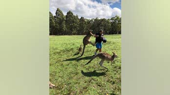 Tourists warned not to feed kangaroos McDonald's, fast food after series of brutal attacks