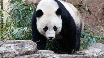 US-born panda Bao Bao lands in China after leaving DC zoo