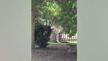 Giant alligator in South Carolina attempts to scale fence to escape trappers: 'This is crazy'