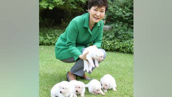 South Korea finds a home for 2 puppies Park left behind