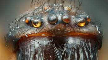 Nikon's Small World Contest 2012: Life as you've never seen it