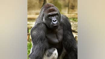 Q&A: Should mom be charged in son's encounter with gorilla?