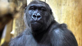 Nigerian investigators dismiss wild reports rogue gorilla ate $22G in cash at zoo, pin missing money on armed robbers