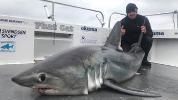 Angler catches 'beast' porbeagle shark off Welsh coast: 'I've never seen anything that big before'