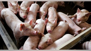 South Korea says finds hogs infected with foot-and-mouth