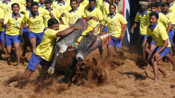 Thousands demand lifting ban on bull-taming sport in India