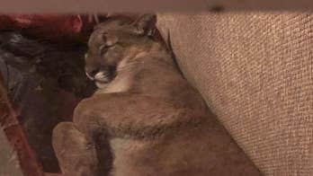Oregon woman finds mountain lion napping in her home: 'This is wild'