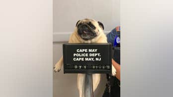 New Jersey police release mugshot of runaway pug